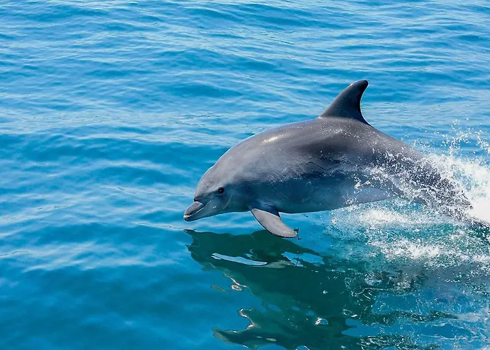V4, Jardins Branqueira7 Near Beach, * Albufeira