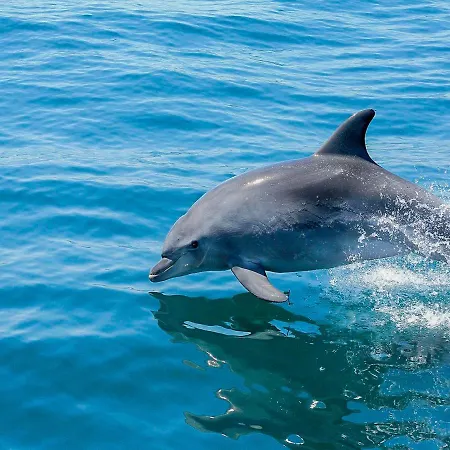 V4, Jardins Branqueira7 Near Beach, * 알부페이라